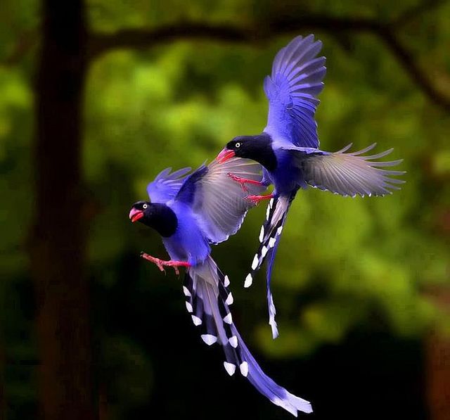 GOD CREATURES | Beautiful birds, Colorful birds, Wild birds