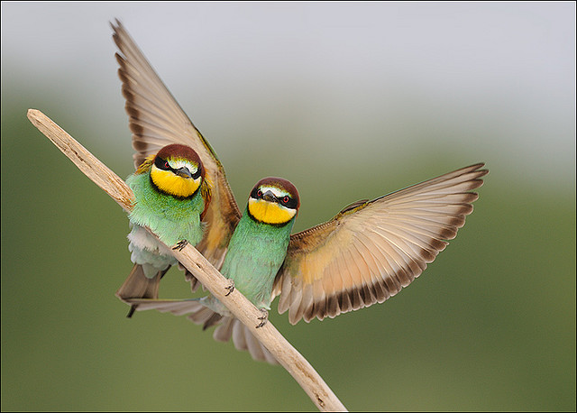 PSD Collector: Bird Photography : 30 Remarkable Photographs