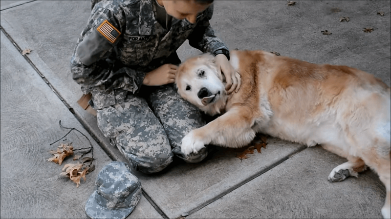 Heartwarming Reunion: Elderly Dog and Soldier Owner's Unbreakable Bond